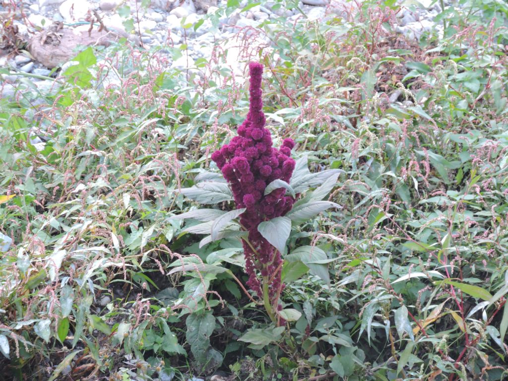 Amaranthus ...cfr. cruentus